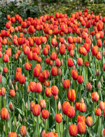 tulipanes rojos floreciendo en un jardín
