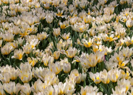 Weiße und gelbe Tulpe namens Milka. Tulpen werden in Gruppen eingeteilt, die durch ihre Blütenmerkmale definiert sind