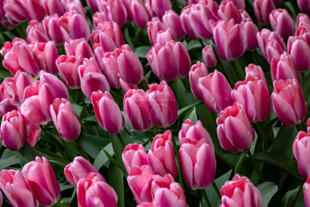 pink tulips blooming in a garden
