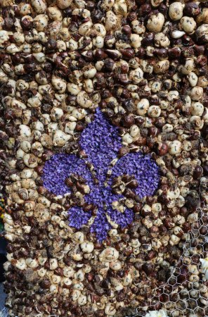 Téléchargez les photos : La fleur de lis des jacinthes sur fond de bulbes de fleurs - en image libre de droit