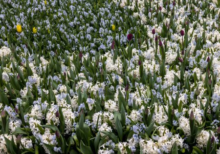 Les jacinthes blanches fleurissent dans un jardin