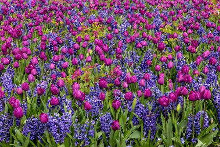 purple tulips and blue hyacinths blooming in a garden