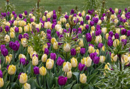 Coloridos tulipanes y flores de Fritillaria imperialis floreciendo en una garde
