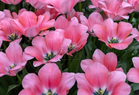 Tulipe rose appelée Bella Blush, groupe Darwinhybrid. Les tulipes sont divisées en groupes qui sont définis par leurs caractéristiques florales