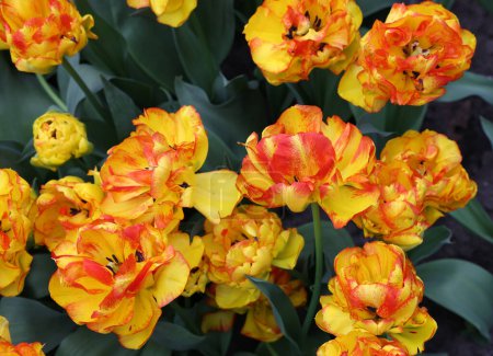 Tulipán amarillo-naranja llamado 20-TV-07-29 Doble grupo Temprano. Los tulipanes se dividen en grupos que se definen por sus características florales.