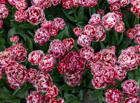 Tulipe blanche et rouge appelée 530-SL-05-3. Double groupe Early. Les tulipes sont divisées en groupes qui sont définis par leurs caractéristiques florales