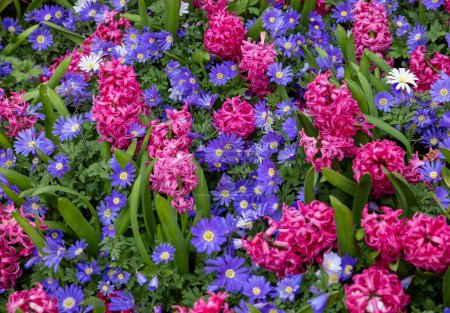 Blautöne Anemonen und rosa Perlhyazinthen blühen im Garten