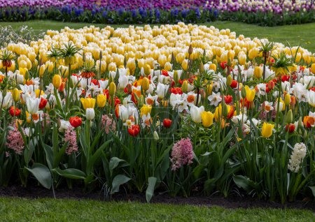 tulipes colorées, Fritillaria imperialis et jacinthes fleurissent dans un jardin