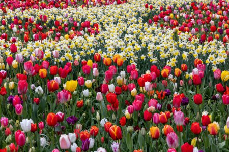 La abundancia de colores y aromas de tulipanes y narcisos floreciendo en el jardín de primavera