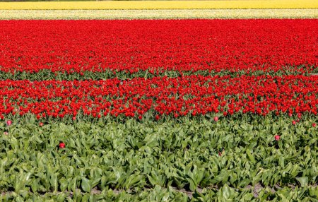 Campos de tulipanes florecientes cerca de Lisse en Holanda