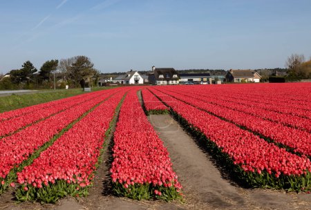Champs de tulipes en fleurs près de Lisse aux Pays-Bas