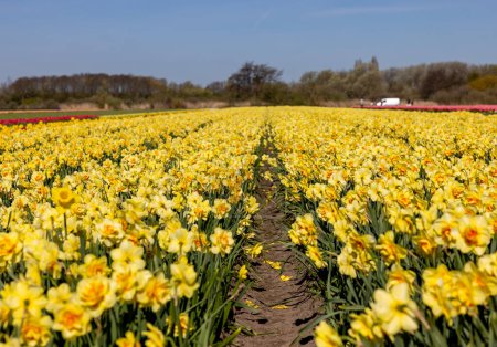 Campos de narcisos amarillos florecientes cerca de Lisse en los Países Bajos