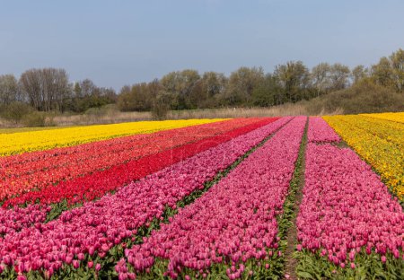 Téléchargez les photos : Champs de tulipes en fleurs près de Lisse aux Pays-Bas - en image libre de droit