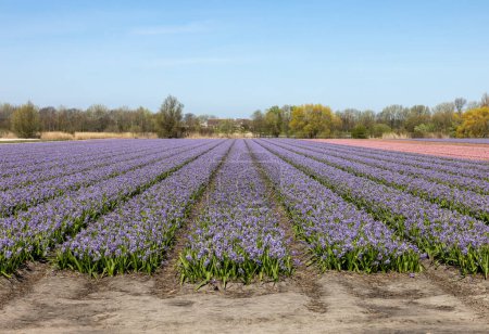 Champs de jacinthes en fleurs près de Lisse aux Pays-Bas