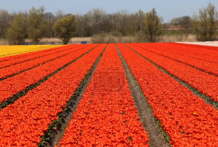 Champs de tulipes en fleurs près de Lisse aux Pays-Bas