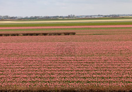 Blühende Hyazinthenfelder bei Lisse in den Niederlanden