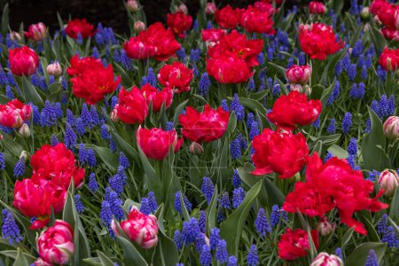 red tulips and blue muscari blooming in a garden
