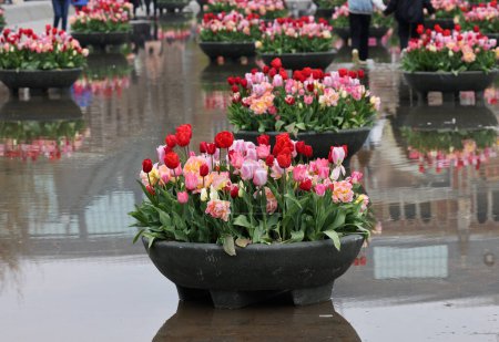 Bunte Tulpenblüten auf dem Teich vor dem Rijksmuseum in Amsterdam. Niederlande