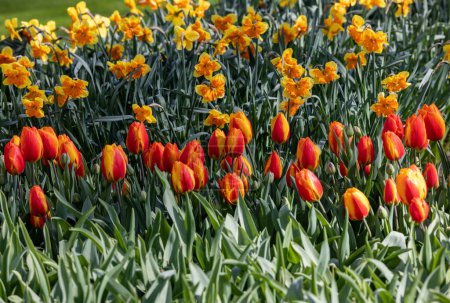 Téléchargez les photos : Jonquilles jaunes et tulipes orange fleurissant dans un jardin - en image libre de droit