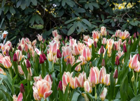 Téléchargez les photos : Des tulipes colorées fleurissent dans un jardin - en image libre de droit
