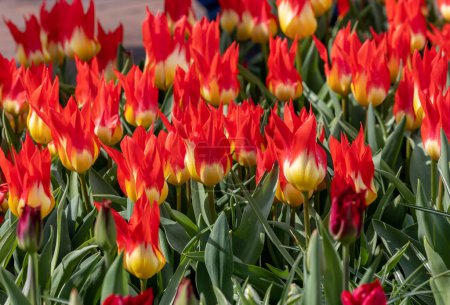 red lily-shaped tulips blooming in a garden