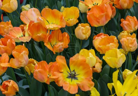 Tulipán amarillo y naranja llamado Daydream. Grupo híbrido Darwin. Los tulipanes se dividen en grupos que se definen por sus características florales.
