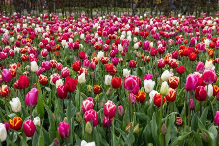 Un mélange de tulipes colorées qui fleurissent dans un jardin