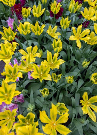Téléchargez les photos : Des tulipes appelées Green Mile. Groupe à fleurs de lys. Les tulipes sont divisées en groupes qui sont définis par leurs caractéristiques florales - en image libre de droit