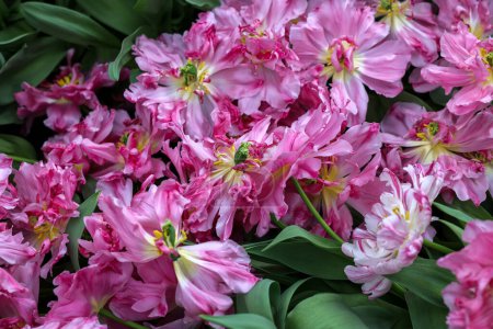 Téléchargez les photos : Des tulipes roses appelées Mama Mia. Double groupe Early. Les tulipes sont divisées en groupes qui sont définis par leurs caractéristiques florales - en image libre de droit