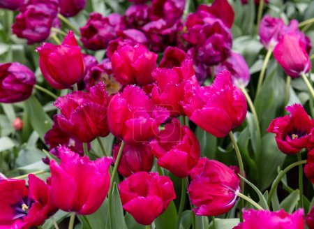 Téléchargez les photos : Des tulipes violettes appelées Magento. Groupe frangé. Les tulipes sont divisées en groupes qui sont définis par leurs caractéristiques florales - en image libre de droit