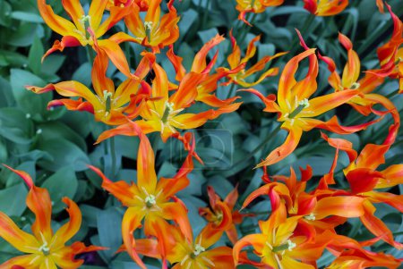 Tulipe jaune et orange appelée TL 7 Les tulipes sont divisées en groupes définis par leurs caractéristiques florales