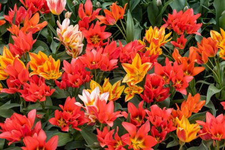 Tulipe appelée Fun Colours mix. Glorieux mélange composé de la tulipe Toronto et de deux de ses mutants de couleur Winnipeg et Québec.