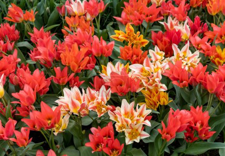 Tulipe appelée Fun Colours mix. Glorieux mélange se compose de la tulipe Toronto et deux de ses mutants de couleur Winnipeg et Québec.Les tulipes sont divisées en groupes qui sont définis par leurs caractéristiques florales