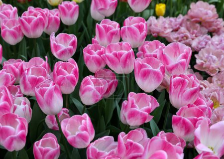 Rosa Tulpen namens Deborah. Trippelgruppe. Tulpen werden in Gruppen eingeteilt, die durch ihre Blütenmerkmale definiert sind