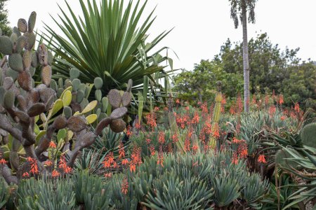Tropischer botanischer Garten in Funchal auf Madeira, Portugal