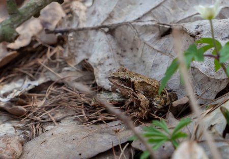 Green frog in the spring forest