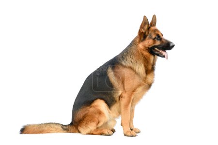 German Shepherd Sitting on the White Background. Service or Working Male Dog Isolated on the White Background.