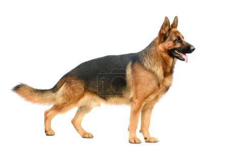 German Shepherd Standing on the White Background. Service or Working Male Dog Isolated on the White Background.