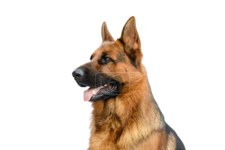 Portrait of a German Shepherd Dog on the White Background. Service or Working Male Dog Isolated on the White Background.