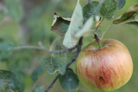 Ein einzelner reifer Macintosh-Apfel hängt an einem lebendigen herbstlichen Blattzweig, dessen tiefrote Schale in der Sonne schimmert und den Betrachter einlädt, die Schönheit der Natur zu genießen.