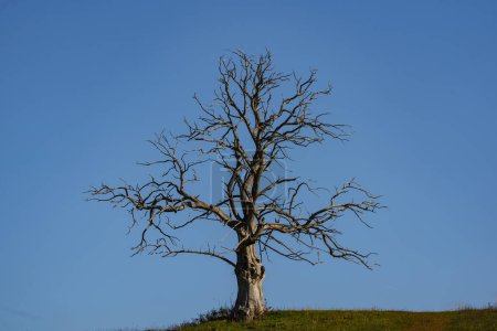 Téléchargez les photos : Grand arbre mort solitaire avec nuage - en image libre de droit
