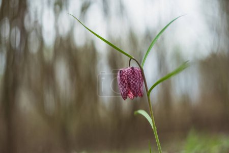 Snake's Head Fritillary (Fritillaria meleagris) in a forest