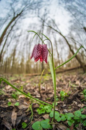 Snake's Head Fritillary (Fritillaria meleagris) in a forest