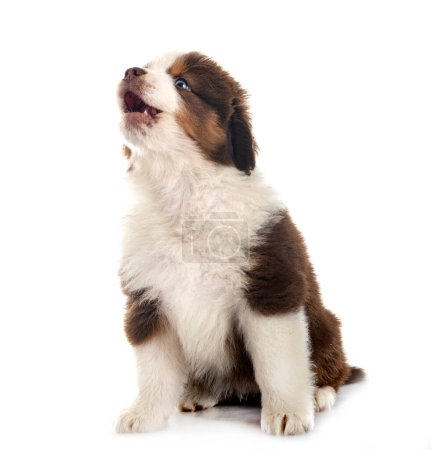 Photo for Miniature American Shepherd in front of white background - Royalty Free Image