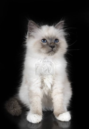 Photo for Birman kitten in front of black background - Royalty Free Image