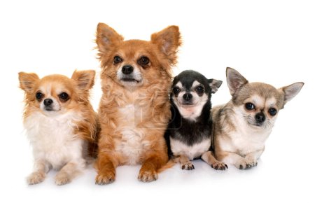 Chihuahua-Gruppe vor weißem Hintergrund