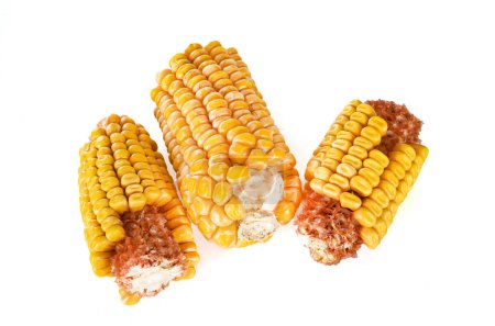 Photo for Dried corn in front of white background - Royalty Free Image