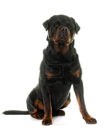 Téléchargez les photos : Rottweiler adulte devant fond blanc - en image libre de droit