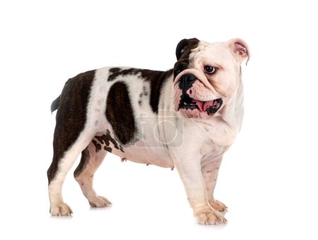 Foto de Bulldog inglés delante de fondo blanco - Imagen libre de derechos