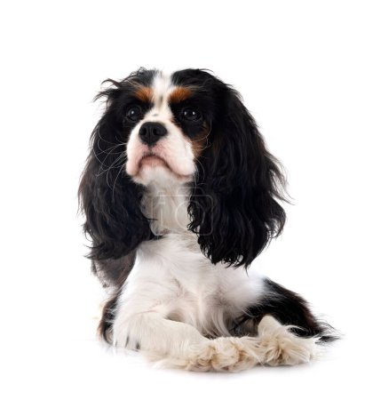 Photo for Cavalier king charles in front of white background - Royalty Free Image